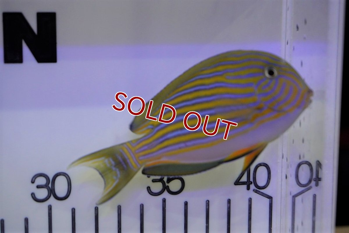 画像2: 【海水魚・ハギ】ニジハギ（MLサイズ)(1匹)±9-12cm (サンプル画像）（生体）(海水魚) (2)