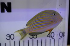 画像2: 【海水魚・ハギ】【通販】ニジハギ（MLサイズ)(1匹)±9-12cm (サンプル画像）（生体）(海水魚) (2)