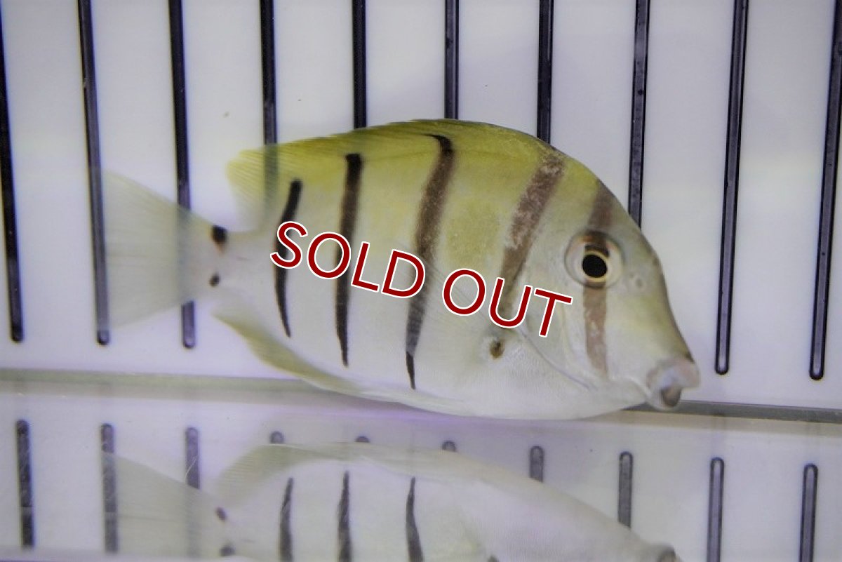 画像2: 【海水魚・ハギ】シマハギ(1匹)±6-8cm (サンプル画像）（生体）(海水魚) (2)