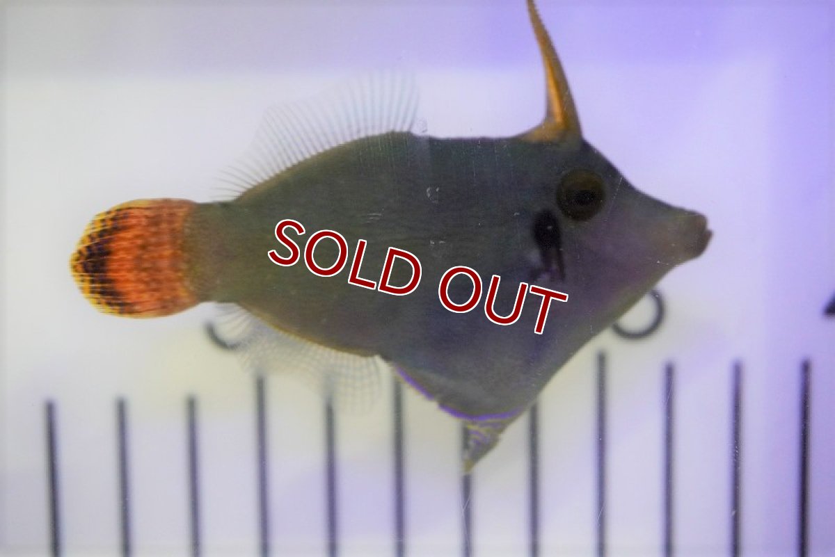 画像2: 【海水魚・ハギ】ニシキカワハギ(1匹)±5-7cm　(サンプル画像）（生体）(海水魚) (2)