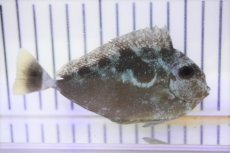 画像1: 【海水魚・ハギ】【通販】グリーンタンsp.(1匹)±10-12cm (サンプル画像）（生体）(海水魚) (1)