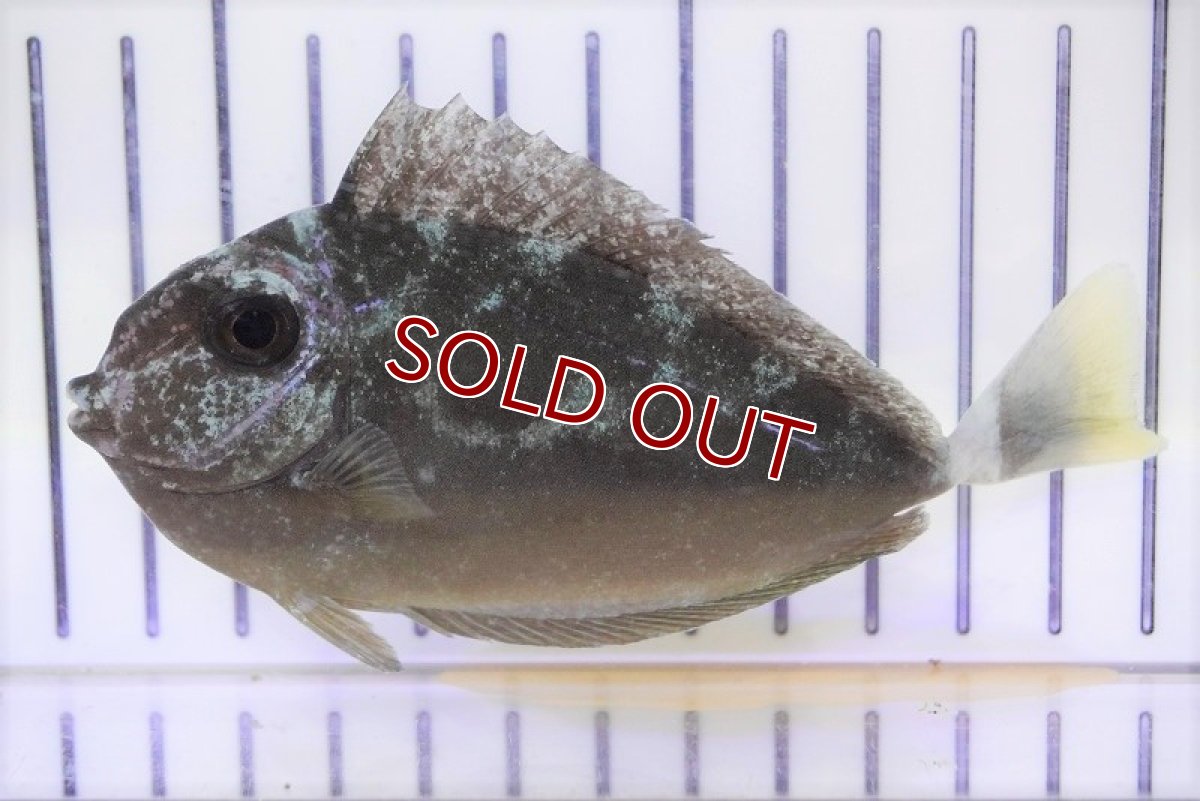 画像2: 【海水魚・ハギ】グリーンタンsp.(1匹)±10-12cm (サンプル画像）（生体）(海水魚) (2)