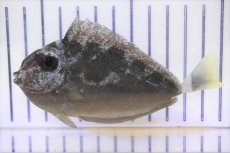 画像2: 【海水魚・ハギ】【通販】グリーンタンsp.(1匹)±10-12cm (サンプル画像）（生体）(海水魚) (2)