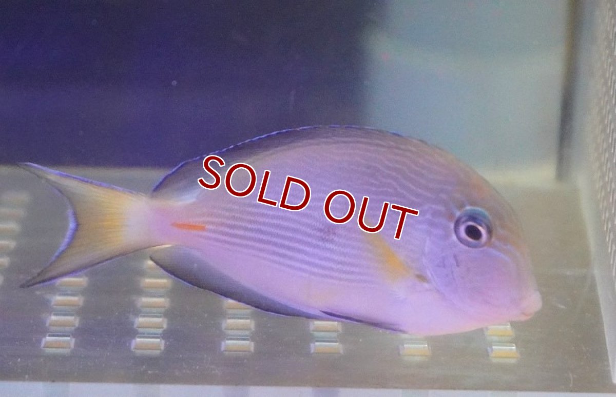 画像2: 【海水魚・ハギ】ソハールサージョンフィッシュ（SM-Mサイズ）(1匹)±7-9cm (サンプル画像）（生体）(海水魚) (2)