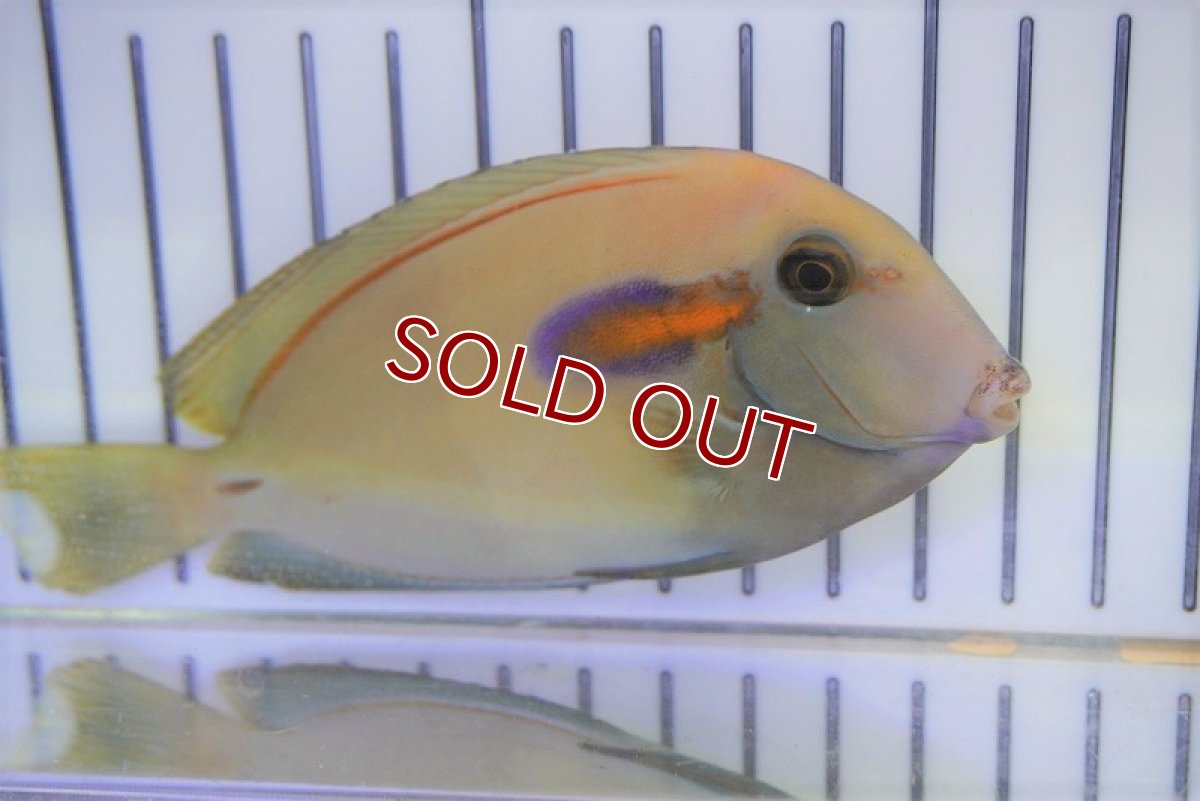 画像2: 【海水魚・ハギ】モンツキハギ（ML)(1匹)±13-15cm (サンプル画像）（生体）(海水魚) (2)