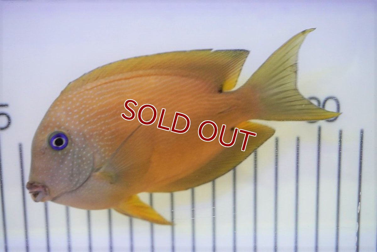 画像2: 【海水魚・ハギ】コクテンサザナミハギ（MLーL)(1匹)±11-13cm (サンプル画像）（生体）(海水魚) (2)