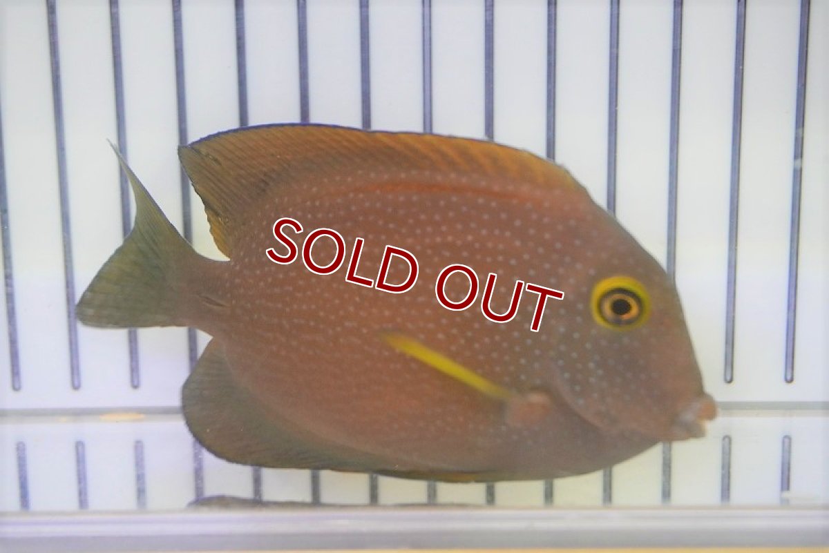 画像2: 【海水魚・ハギ】コケを良く食べてくれます♪ファインスポットゴールドリングタン（Mサイズ)(1匹)±8-10cm (サンプル画像）（生体）(海水魚) (2)