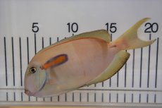 画像2: 【海水魚・ハギ】【通販】モンツキハギ（Lサイズ)(1匹)±16-20cm (サンプル画像）（生体）(海水魚) (2)
