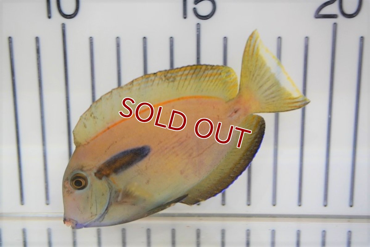 画像2: 【海水魚・ハギ】モンツキハギ（S-SMサイズ)(1匹)±7-10cm (サンプル画像）（生体）(海水魚) (2)