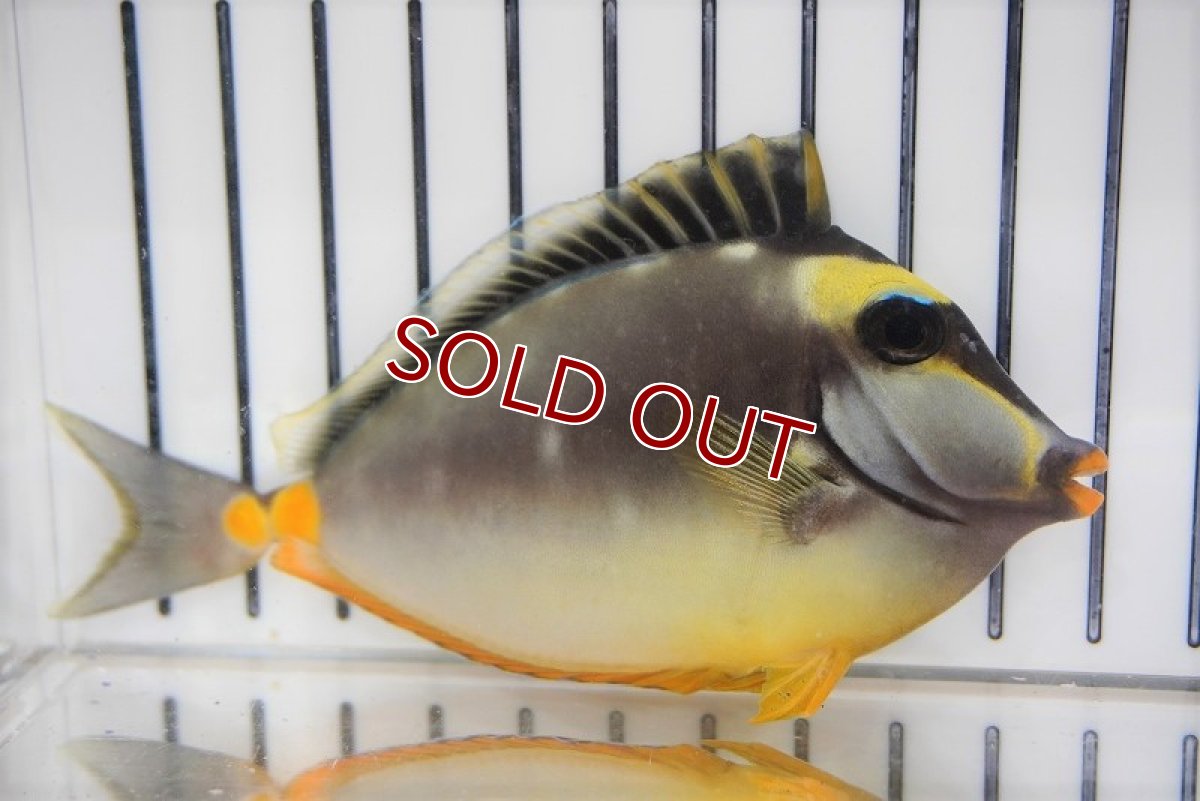 画像2: 【海水魚・ハギ】ミヤコテングハギ（MーMLサイズ）(1匹)±10-12cm (サンプル画像）（生体）(海水魚) (2)