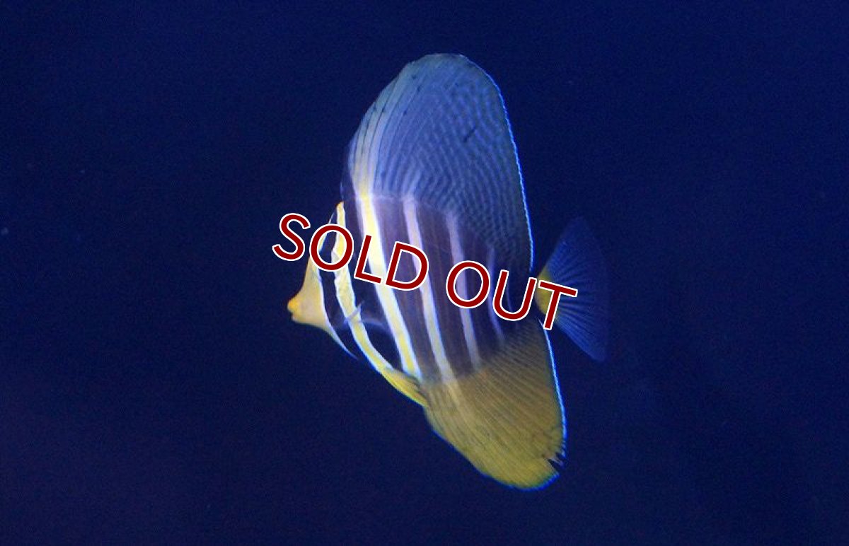 画像2: 【海水魚・ハギ】ヒレナガハギ（S-SMサイズ）(1匹)±4-6cm　(サンプル画像）（生体）(海水魚) (2)