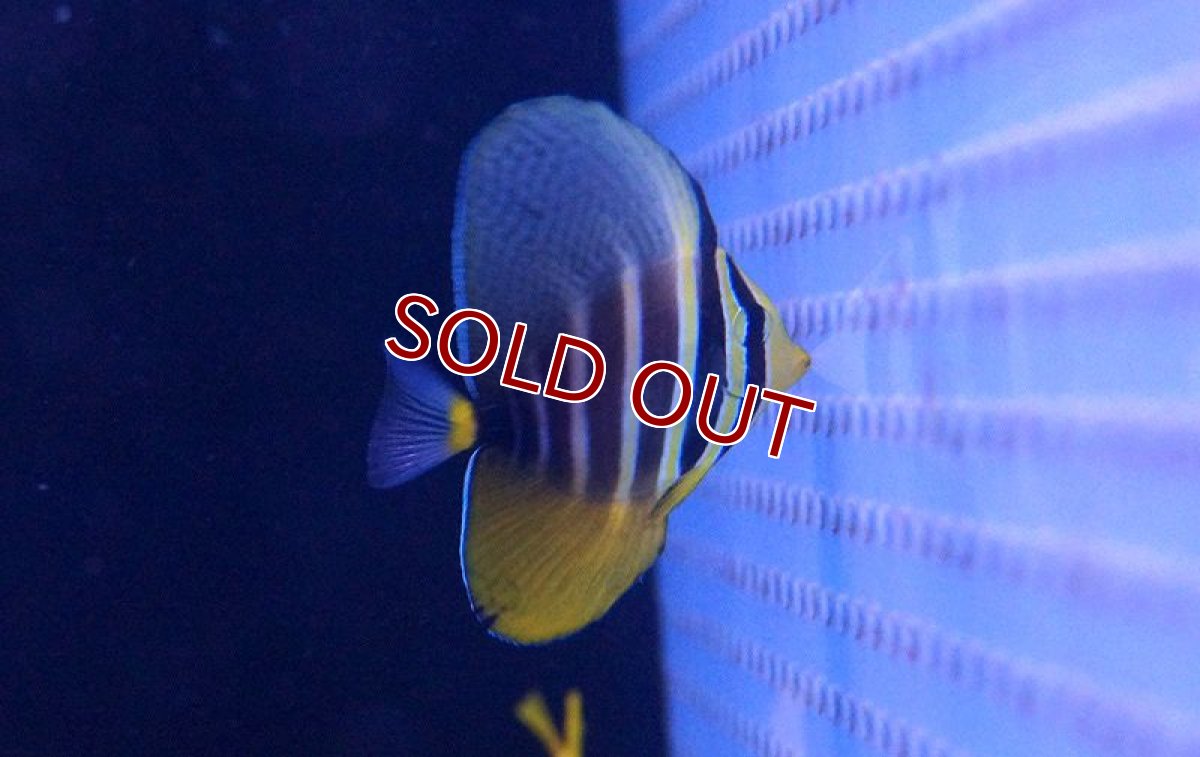 画像3: 【海水魚・ハギ】ヒレナガハギ（S-SMサイズ）(1匹)±4-6cm　(サンプル画像）（生体）(海水魚) (3)