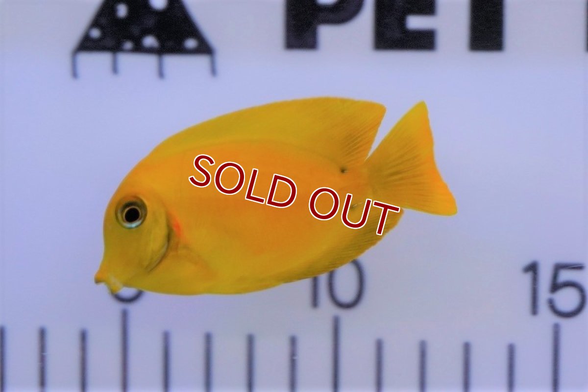 画像2: 【海水魚・ハギ】ミミックタン（イエロー）(1匹)±6-8cm (サンプル画像）（生体）(海水魚) (2)