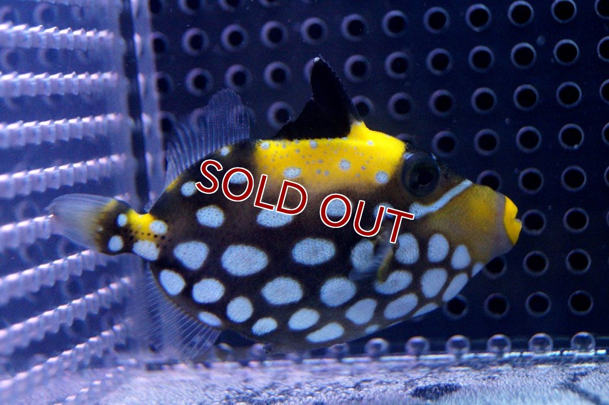 画像2: 【海水魚・カワハギ】モンガラカワハギ（MLサイズ）１匹±10-12cm (サンプル画像）（生体）(海水魚) (2)