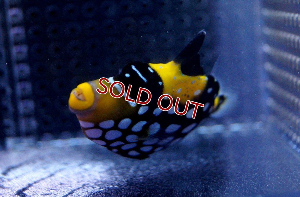 画像3: 【海水魚・カワハギ】モンガラカワハギ（MLサイズ）１匹±10-12cm (サンプル画像）（生体）(海水魚) (3)