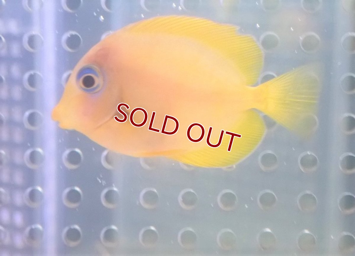 画像2: 【海水魚・ハギ】アトランティックブルータン（幼魚イエローカラー・Sサイズ）(1匹)±4-5cm (サンプル画像）（生体）(海水魚) (2)