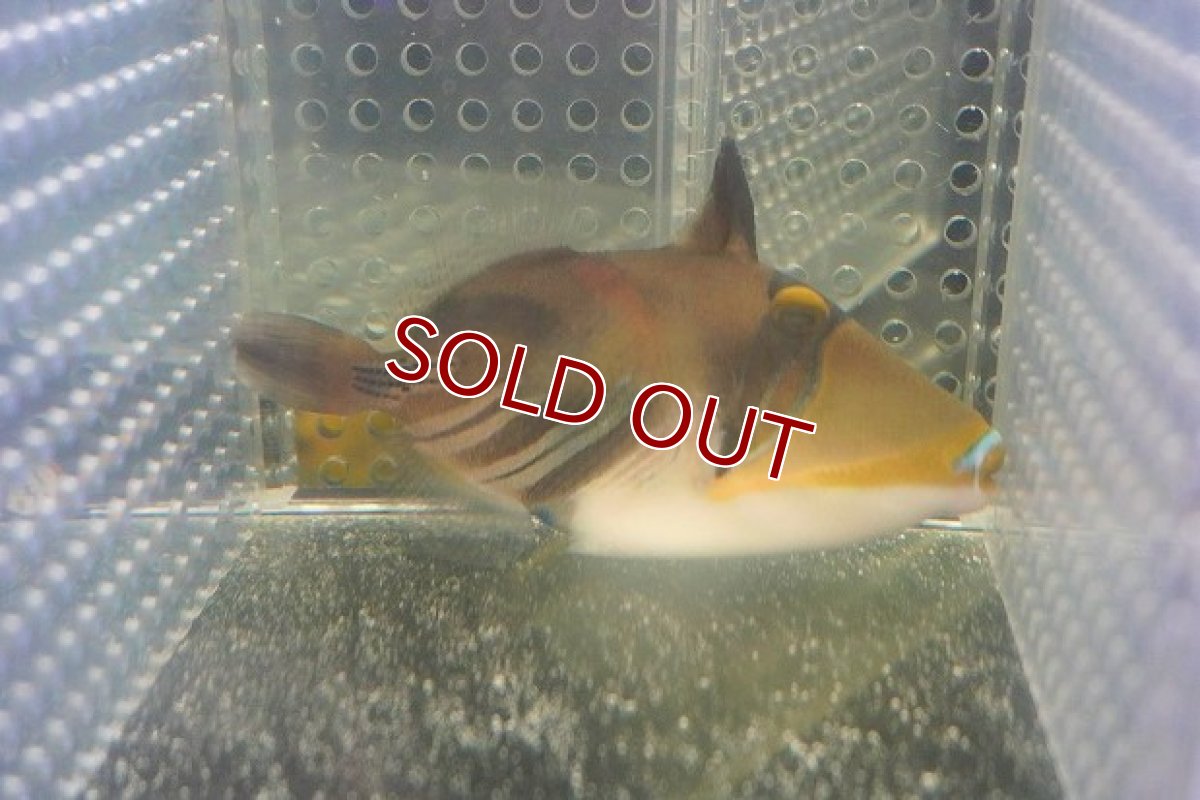 画像2: 【海水魚・ハギ】【通販】ムラサメモンガラ（Mサイズ）（1匹）（±8-10cm）（サンプル画像）（生体）(海水魚) (2)