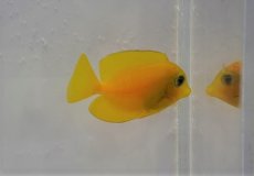 画像2: 【海水魚・ハギ】【通販】コケを良く食べてくれます♪ファインスポットゴールドリングタン（幼魚）（1匹）（±3-4cm）（サンプル画像）（生体）(海水魚) (2)