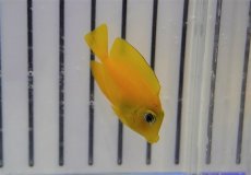 画像3: 【海水魚・ハギ】【通販】コケを良く食べてくれます♪ファインスポットゴールドリングタン（幼魚）（1匹）（±3-4cm）（サンプル画像）（生体）(海水魚) (3)