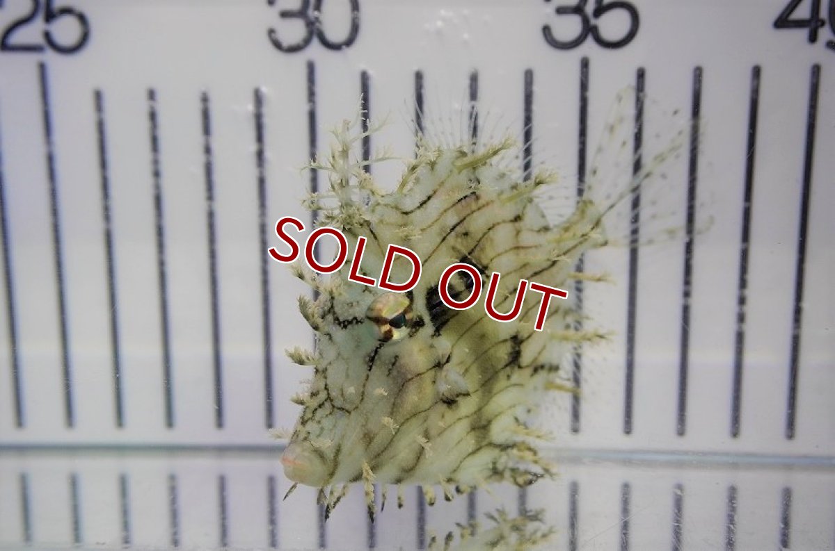 画像2: 【海水魚・ハギ】ヒゲハギ（Mサイズ）（1匹）（±8-10cm）（サンプル画像）（生体）(海水魚) (2)