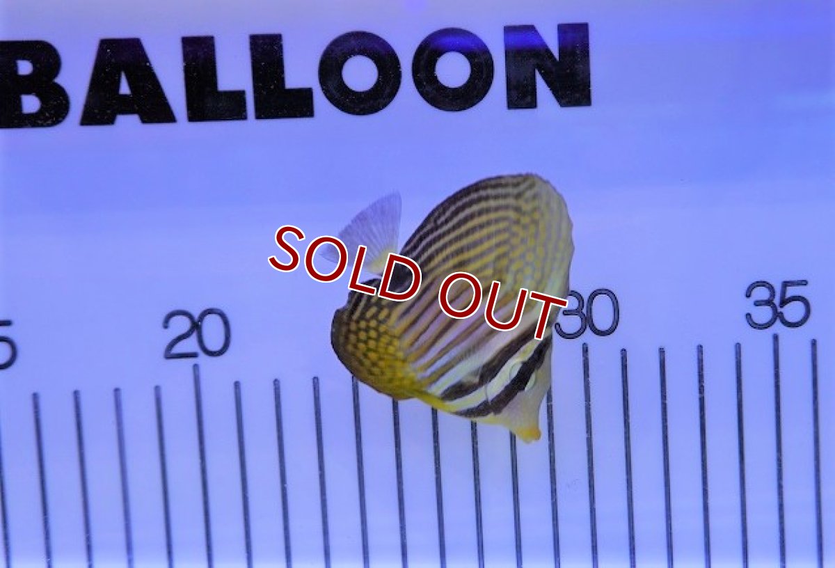 画像3: 【決算セール クーポンご利用で更に10％OFF対象商品】【海水魚・ハギ】【通販】セルフィンタン（インド洋産 ヒレナガハギ)　S-SMサイズ（1匹）（±4-6cm）（サンプル画像）（生体）(海水魚) (3)