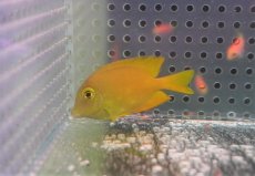 画像1: 【海水魚・ハギ】【通販】コケを良く食べてくれます♪ファインスポットゴールドリングタン（幼魚）（1匹）（±4-5cm）（サンプル画像）（生体）(海水魚)（サンゴ） (1)