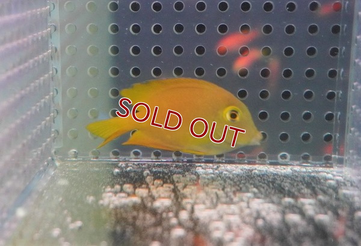 画像2: 【海水魚・ハギ】【通販】コケを良く食べてくれます♪ファインスポットゴールドリングタン（幼魚）（1匹）（±4-5cm）（サンプル画像）（生体）(海水魚)（サンゴ） (2)