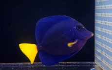 画像1: 【海水魚・ハギ】【通販】パープルタン（MLサイズ）（1匹）（±11-13cm）（サンプル画像）（生体）(海水魚)（サンゴ） (1)