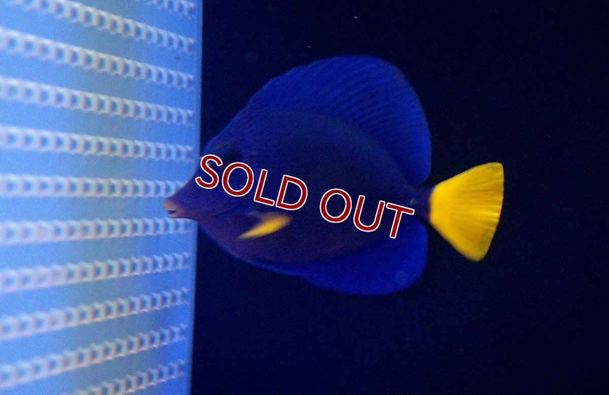 画像2: 【海水魚・ハギ】パープルタン（MLサイズ）（1匹）（±11-13cm）（サンプル画像）（生体）(海水魚)（サンゴ） (2)