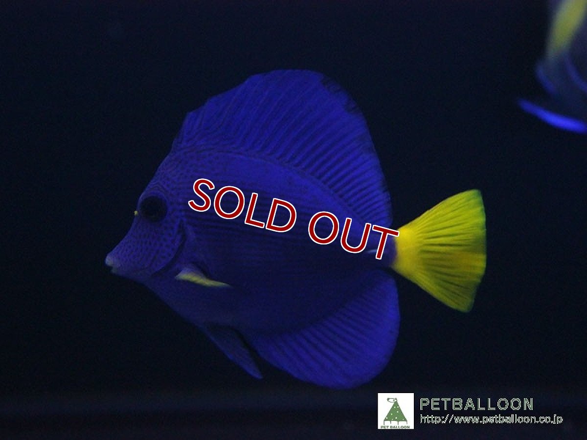 画像3: 【海水魚・ハギ】パープルタン（MLサイズ）（1匹）（±11-13cm）（サンプル画像）（生体）(海水魚)（サンゴ） (3)