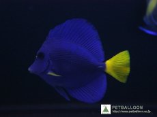 画像3: 【海水魚・ハギ】【通販】パープルタン（MLサイズ）（1匹）（±11-13cm）（サンプル画像）（生体）(海水魚)（サンゴ） (3)