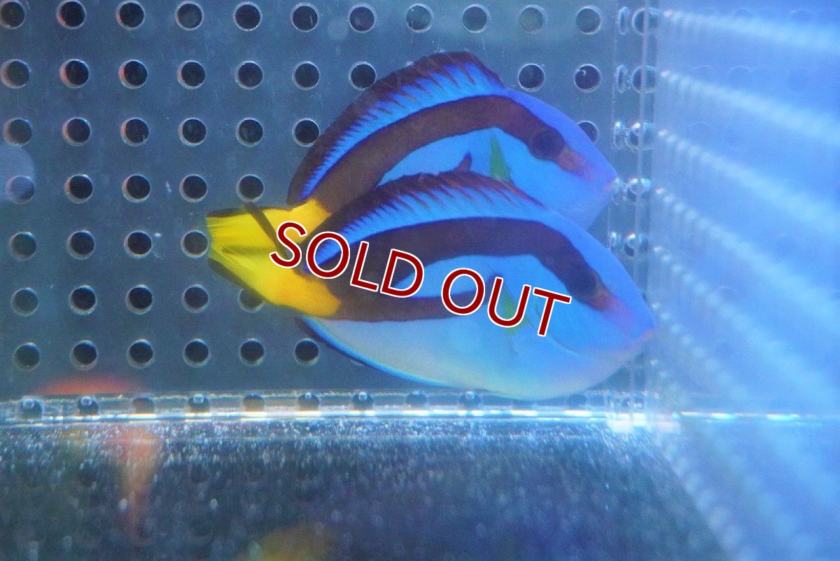 画像2: 【海水魚・ハギ】ナンヨウハギ（イエロータイプ/インド洋産）SMサイズ（1匹）（±4-6cm）（サンプル画像）（生体）(海水魚)（サンゴ） (2)