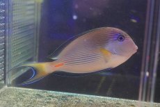 画像1: 【海水魚・ハギ】【通販】ソハールサージョン（1匹）（±13-15cm）（サンプル画像）（生体）(海水魚)（サンゴ） (1)