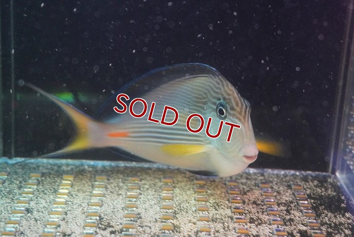 画像2: 【海水魚・ハギ】ソハールサージョン（1匹）（±13-15cm）（サンプル画像）（生体）(海水魚)（サンゴ） (2)