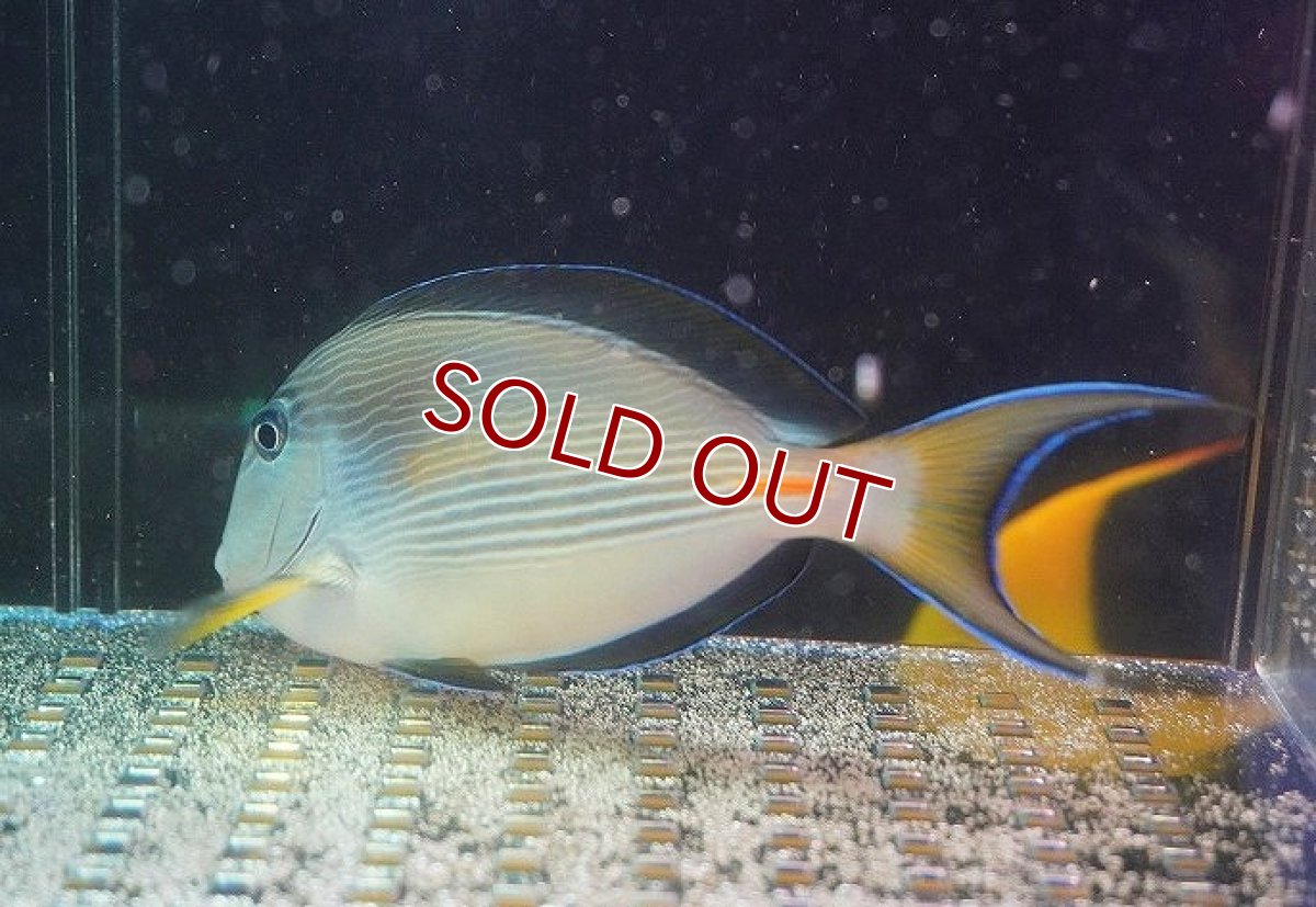 画像3: 【海水魚・ハギ】ソハールサージョン（1匹）（±13-15cm）（サンプル画像）（生体）(海水魚)（サンゴ） (3)