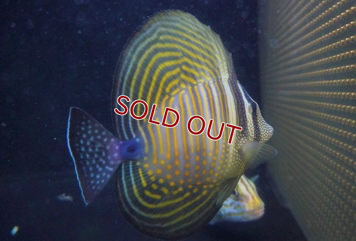 画像3: 【海水魚・ハギ】【通販】極美♪セルフィンタン（インド洋産 ヒレナガハギ)MLサイズ【1匹】（±10-12cm）（サンプル画像）（生体）(海水魚)（サンゴ） (3)