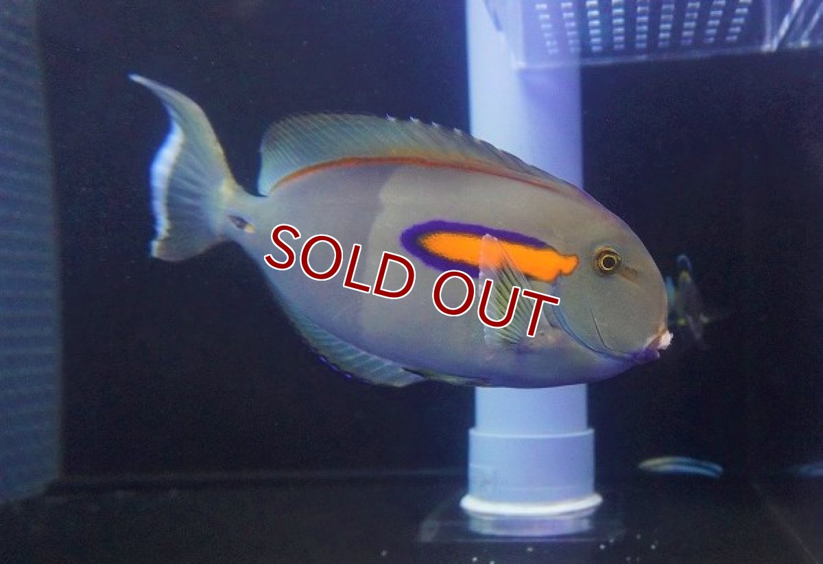 画像2: 【海水魚ハギ】迫力のサイズです♪モンツキハギ（XLサイズ）【1匹】（±20-25cm）（サンプル画像）（生体）(海水魚)（サンゴ） (2)