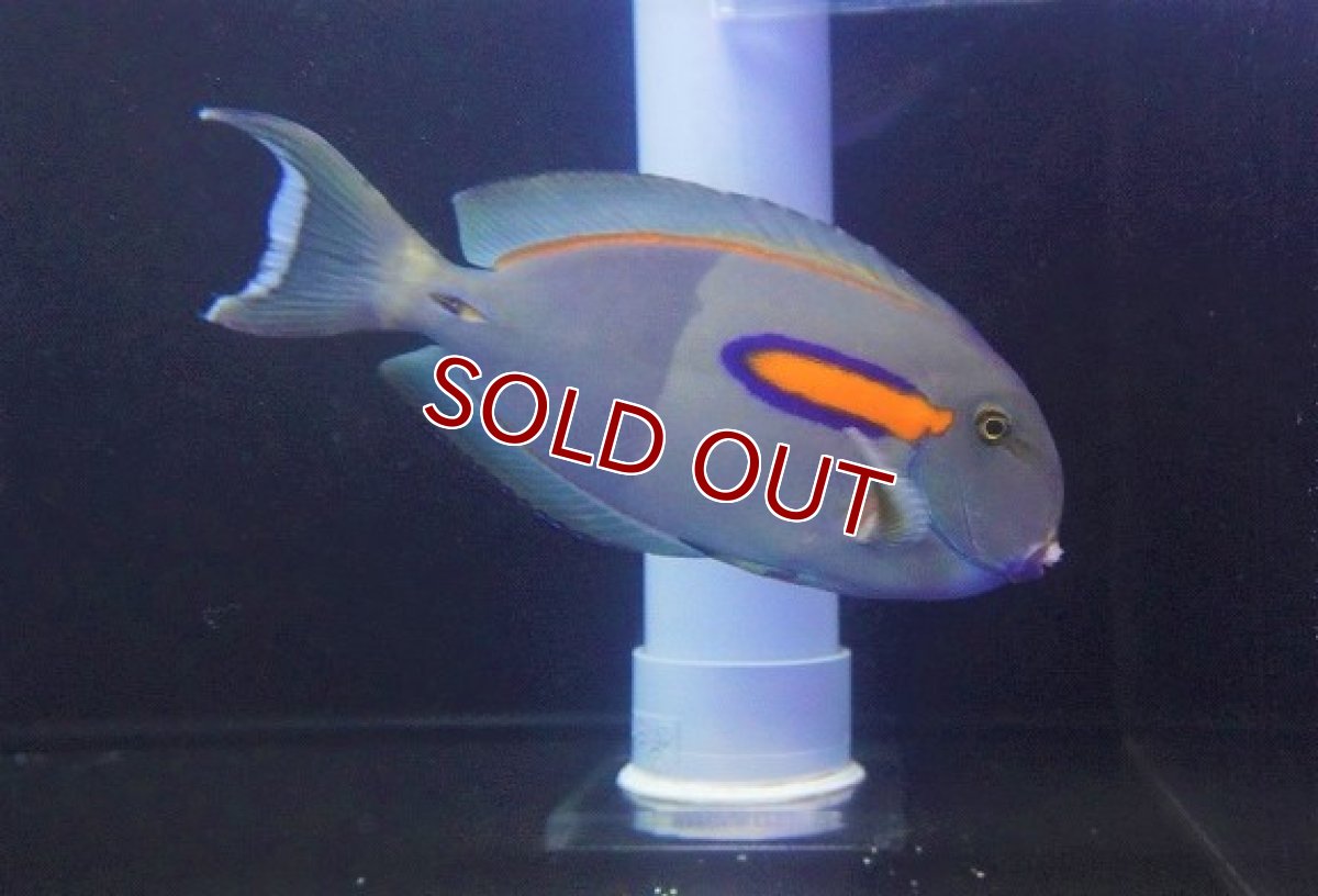 画像3: 【海水魚ハギ】迫力のサイズです♪モンツキハギ（XLサイズ）【1匹】（±20-25cm）（サンプル画像）（生体）(海水魚)（サンゴ） (3)