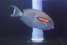 画像3: 【海水魚ハギ】【通販】迫力のサイズです♪モンツキハギ（XLサイズ）【1匹】（±20-25cm）（サンプル画像）（生体）(海水魚)（サンゴ） (3)