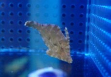 画像1: 【海水魚・ハギ】【通販】カーリー退治にオススメ♪フチドリカワハギ(S-SMサイズ）【1匹】（±4-6cm）（サンプル画像）（生体）(海水魚)（サンゴ） (1)