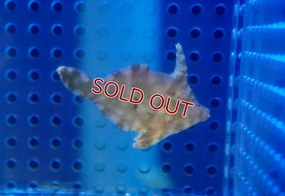 画像2: 【海水魚・ハギ】【通販】カーリー退治にオススメ♪フチドリカワハギ(S-SMサイズ）【1匹】（±4-6cm）（サンプル画像）（生体）(海水魚)（サンゴ） (2)