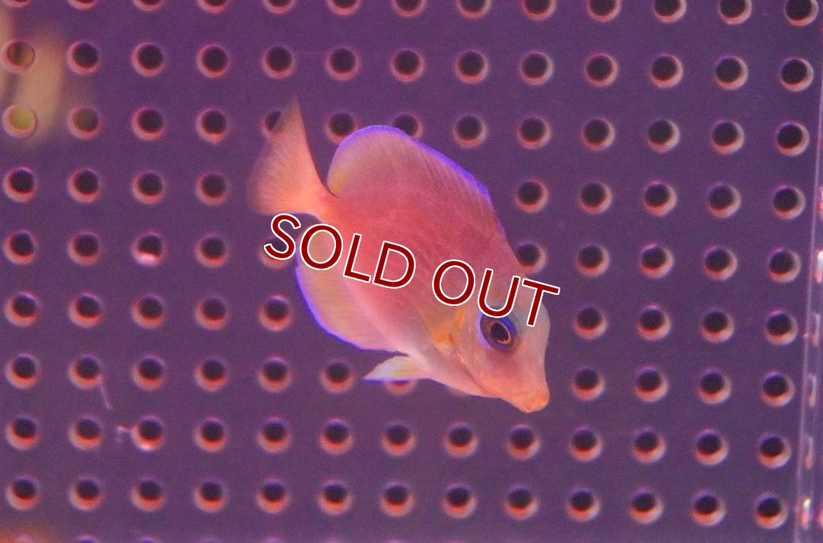 画像2: 【海水魚・ハギ】アトランティックブルータン（Sサイズ/イエローカラー）【1匹】（±3-4cm）（サンプル画像）（生体）(海水魚)（サンゴ） (2)