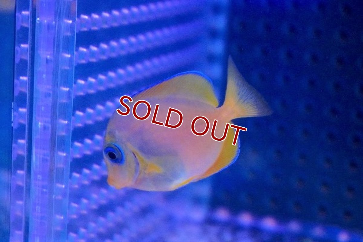 画像3: 【海水魚・ハギ】アトランティックブルータン（Sサイズ/イエローカラー）【1匹】（±3-4cm）（サンプル画像）（生体）(海水魚)（サンゴ） (3)