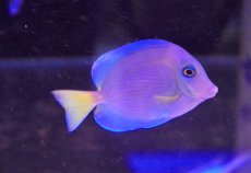 画像1: 【海水魚・ハギ】【通販】アトランティックブルータン（SMーMサイズ）【1匹】（±4-5cm）（サンプル画像）（生体）(海水魚)（サンゴ） (1)