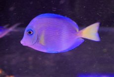 画像2: 【海水魚・ハギ】【通販】アトランティックブルータン（SMーMサイズ）【1匹】（±4-5cm）（サンプル画像）（生体）(海水魚)（サンゴ） (2)