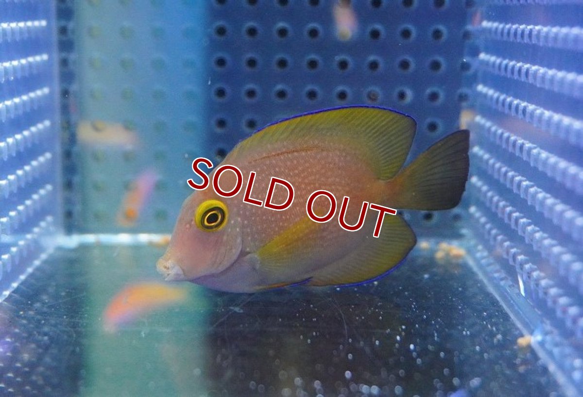 画像2: 【海水魚・ハギ】【通販】コケをよく食べてくれます♪ファインスポットゴールドリングタン（S-SMサイズ）【1匹】（±5-7cm）（サンプル画像）（生体）(海水魚)（サンゴ） (2)