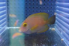 画像2: 【海水魚・ハギ】【通販】コケをよく食べてくれます♪ファインスポットゴールドリングタン（S-SMサイズ）【1匹】（±5-7cm）（サンプル画像）（生体）(海水魚)（サンゴ） (2)