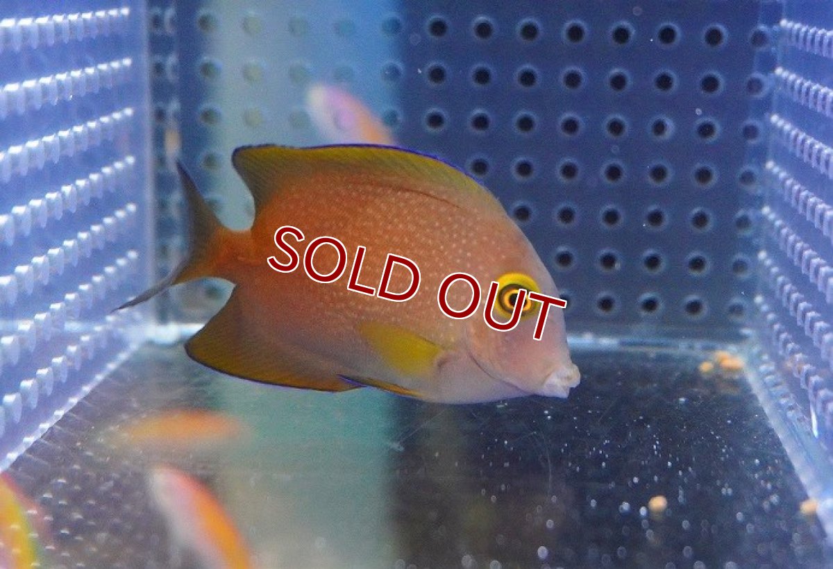 画像3: 【海水魚・ハギ】【通販】コケをよく食べてくれます♪ファインスポットゴールドリングタン（S-SMサイズ）【1匹】（±5-7cm）（サンプル画像）（生体）(海水魚)（サンゴ） (3)