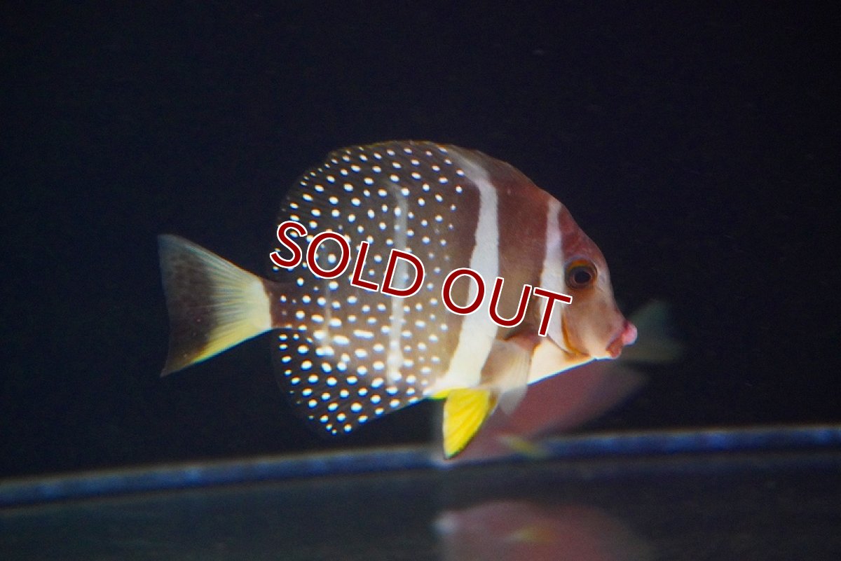 画像2: 【海水魚・ハギ】ゴマ二ザ（MーMLサイズ）【1匹】（±8-10cm）（サンプル画像）（生体）(海水魚)（サンゴ） (2)