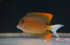 画像1: 【海水魚・ハギ】【通販】トミニエンシスタン（SM-Mサイズ）【1匹】（±5-7cm）（サンプル画像）（生体）(海水魚)（サンゴ） (1)